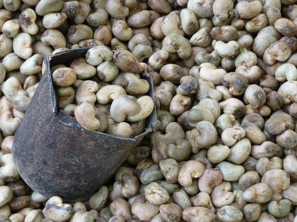 Cashew nut business