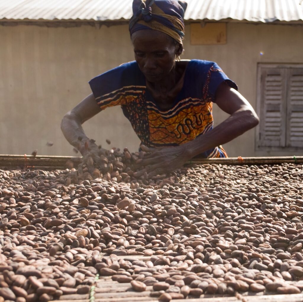 Cocoa Business in Nigeria