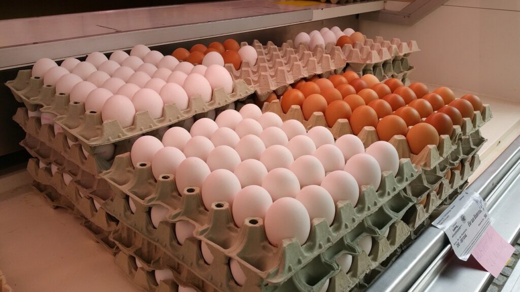egg business in Nigeria